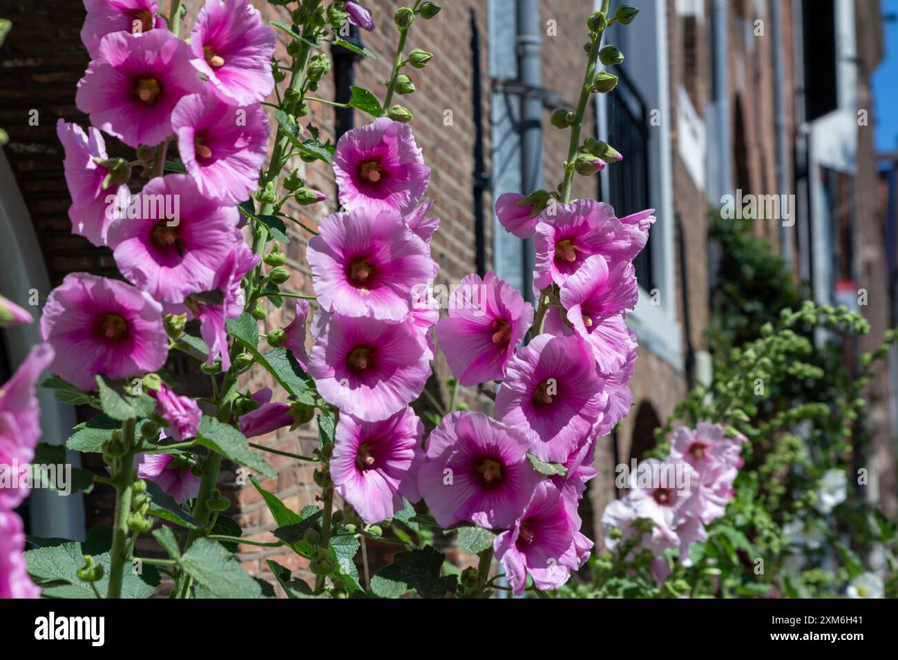 Vibranti fiori rosa che fioriscono lungo un edificio in mattoni Foto Stock