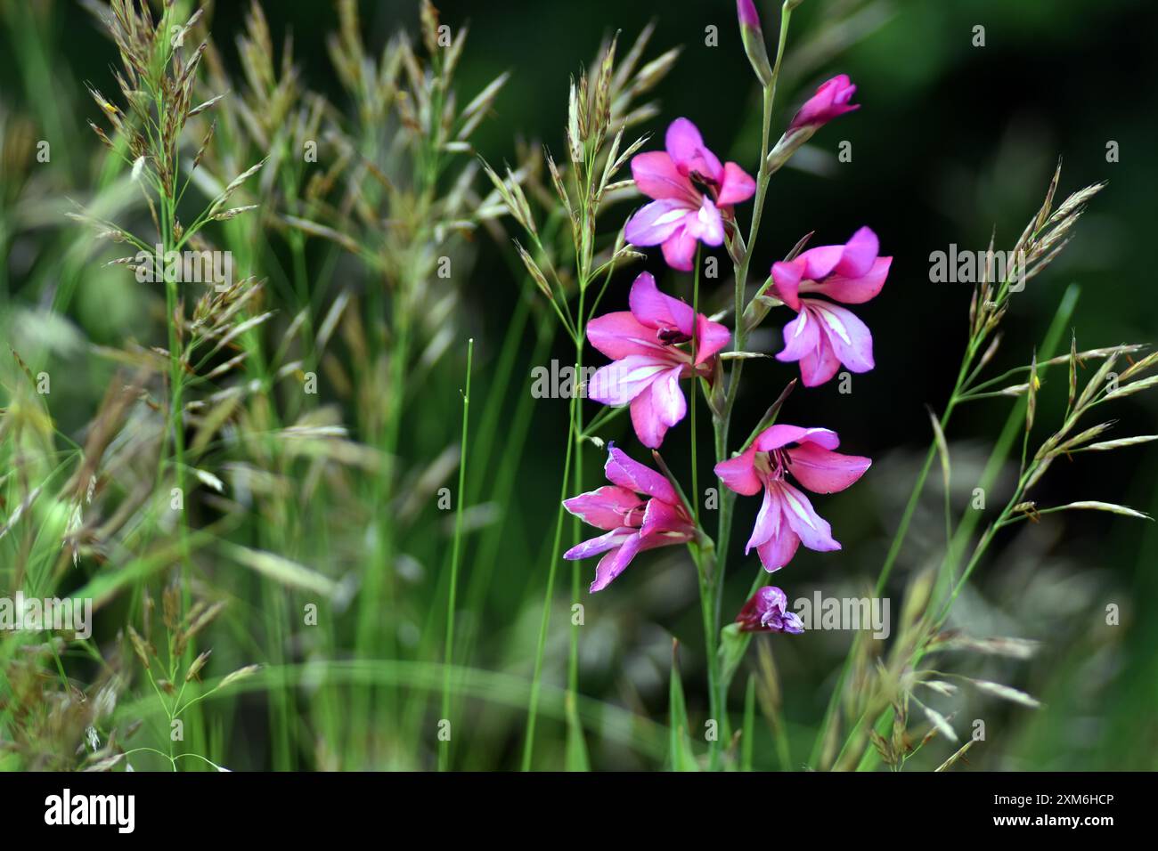 Il selvaggio gladiolus (Gladiolus illyricus) tra le erbe Foto Stock