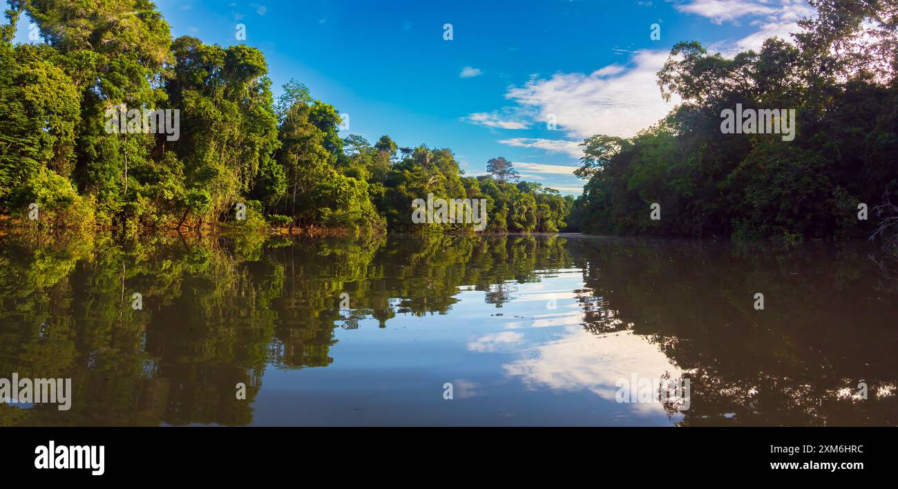 Amazonia - muro di verde foresta tropicale della giungla amazzonica, verde inferno della Amazonia. Selva al confine tra Brasile e Perù. Fiume Yavari in J Foto Stock