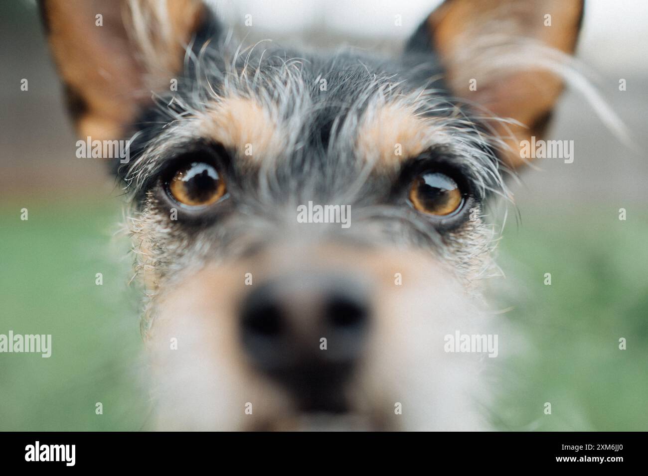 Chihuahua nero che guarda da vicino la telecamera Foto Stock