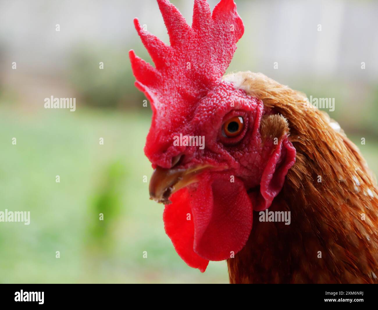 Bella immagine di un primo piano di una gallina con un cresta rossa Foto Stock