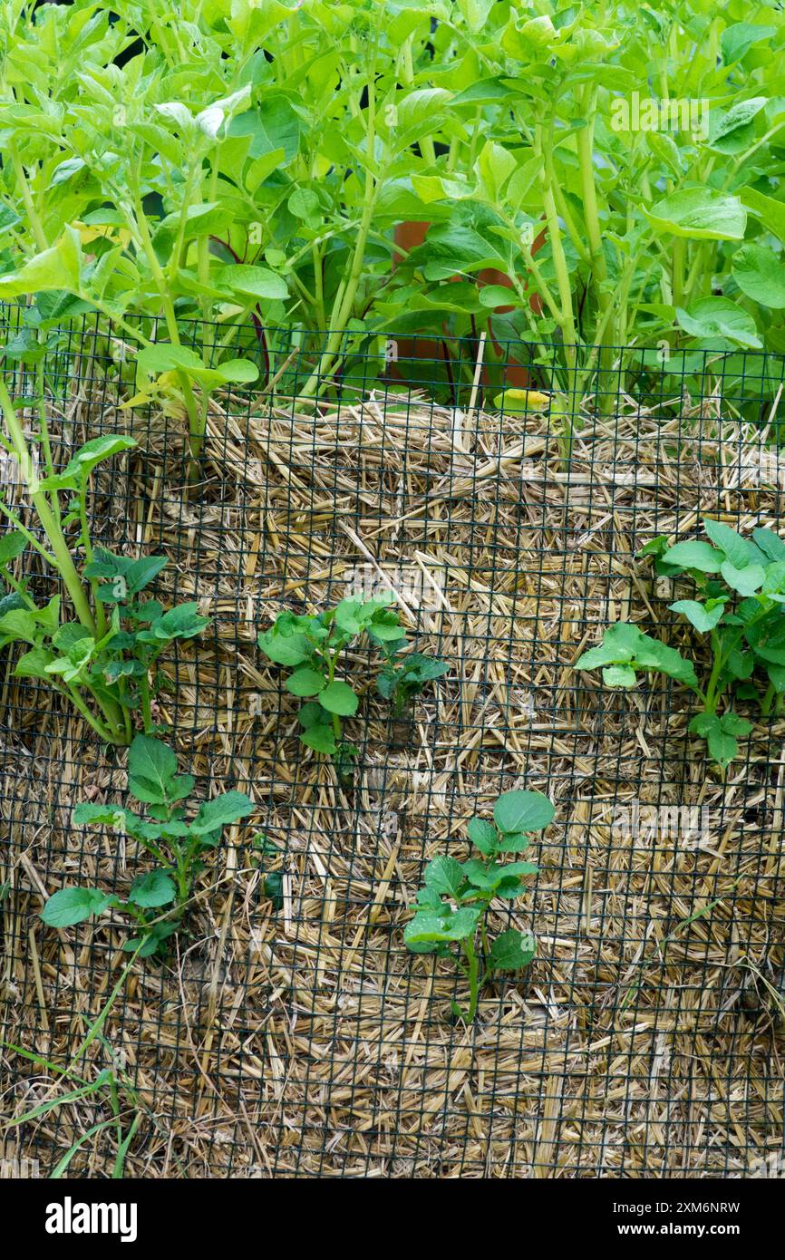 Pianta di patate che cresce nel Straw Bale Garden Foto Stock