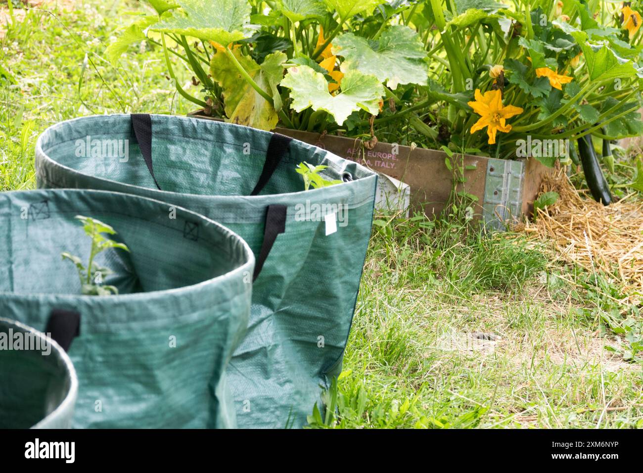 Sacchi in tessuto leggero per vari usi nel letto rialzato del giardino Foto Stock