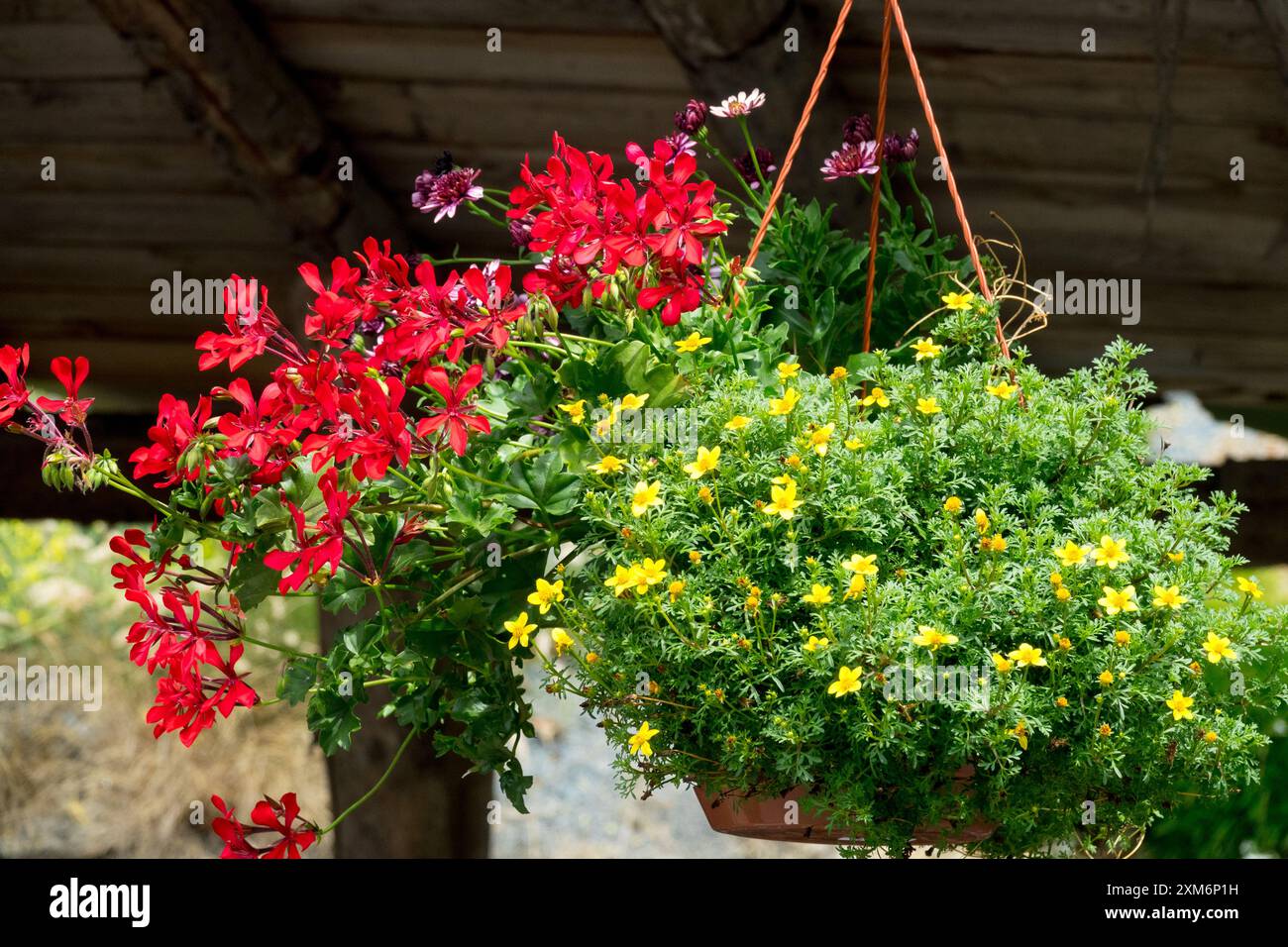 Cesti sospesi pelargonium rossi Foto Stock