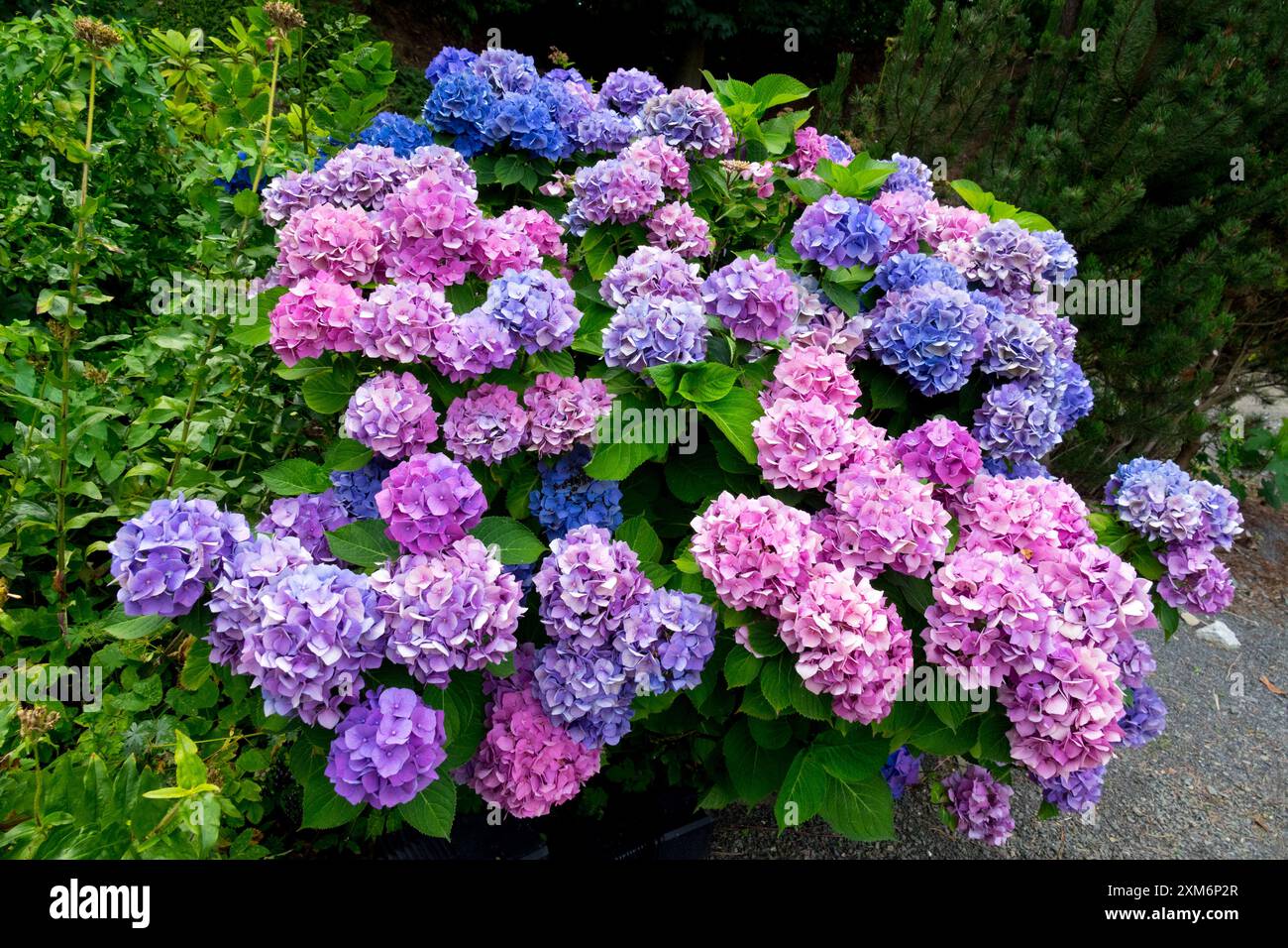 Piante del giardino blu viola che fioriscono a luglio Hortensia colorata Hydrangea macrophylla Foto Stock