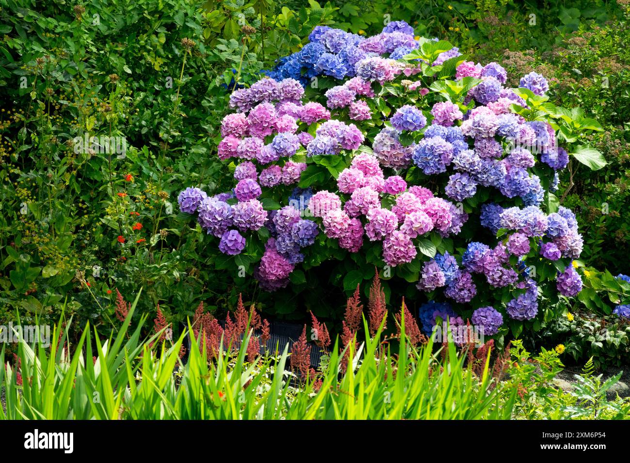 Purple Blue Flowering Garden Hydrangea macrophylla semi arbusto Foto Stock