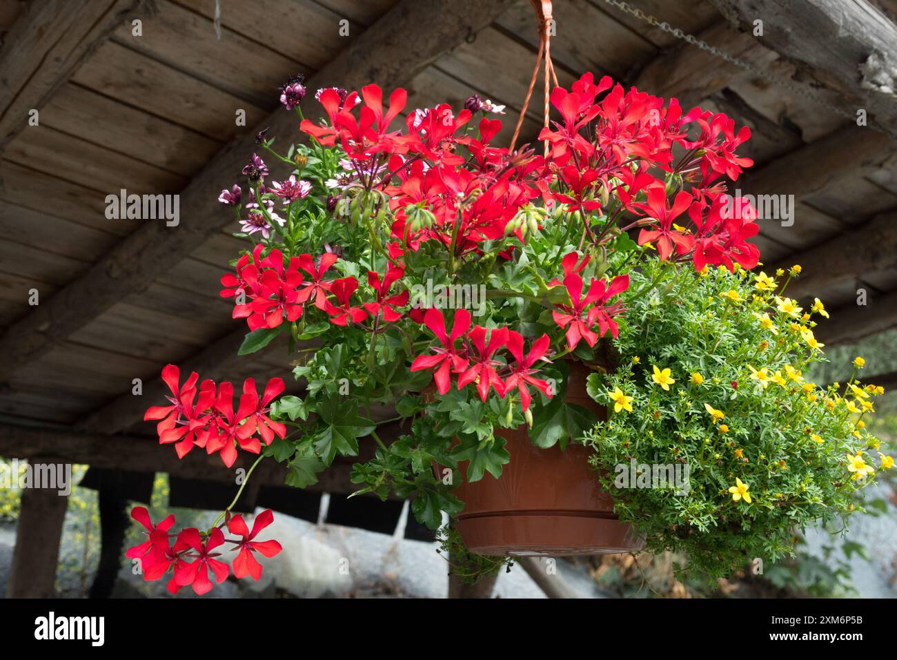 Cesti sospesi pelargonium rossi Foto Stock