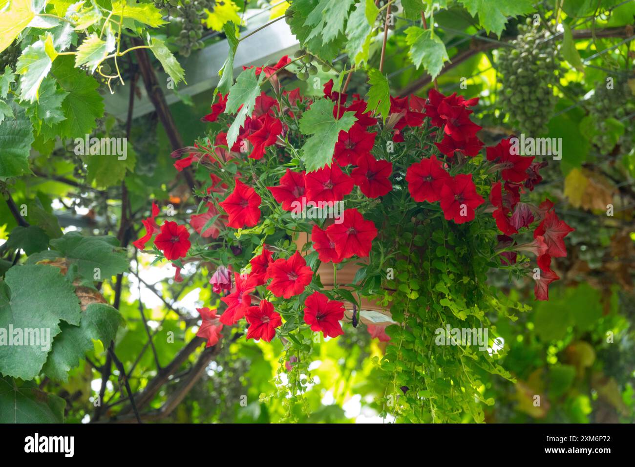 Fiori rossi vivaci in un cesto sospeso circondato da foglie verdi lussureggianti Foto Stock