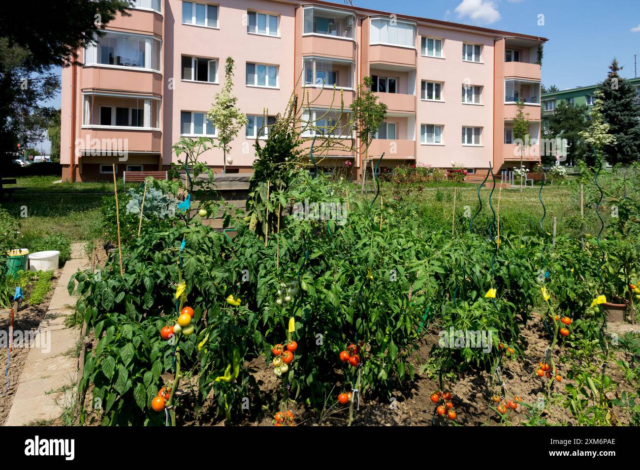 Orto comunitario di fronte a un condominio in una giornata di sole con la coltivazione di pomodori maturi Foto Stock