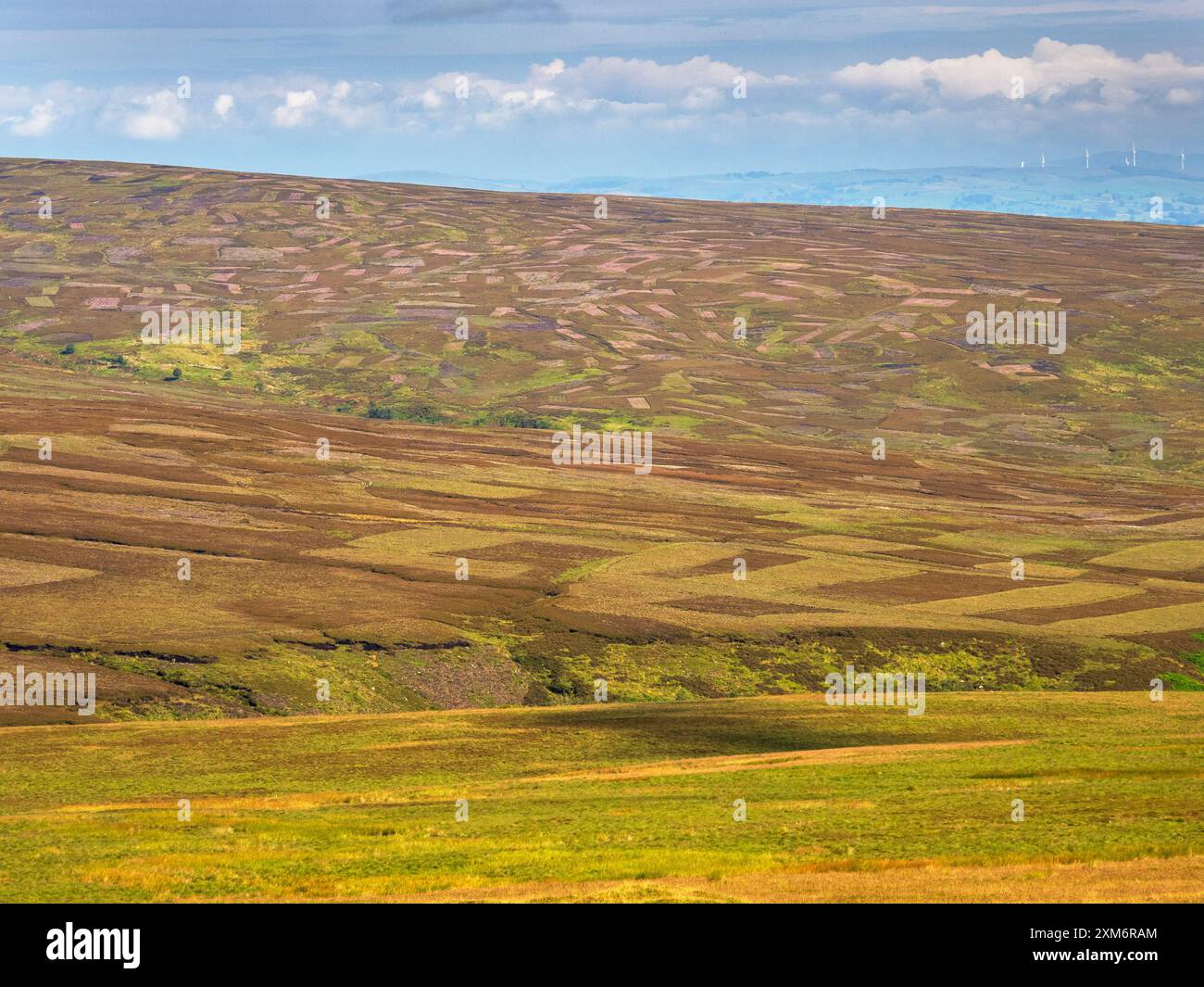 Danni causati alla brughiera di heather dall'industria del tiro al guanto bruciando heather a Bowland Fells, Yorkshire, Regno Unito. Foto Stock