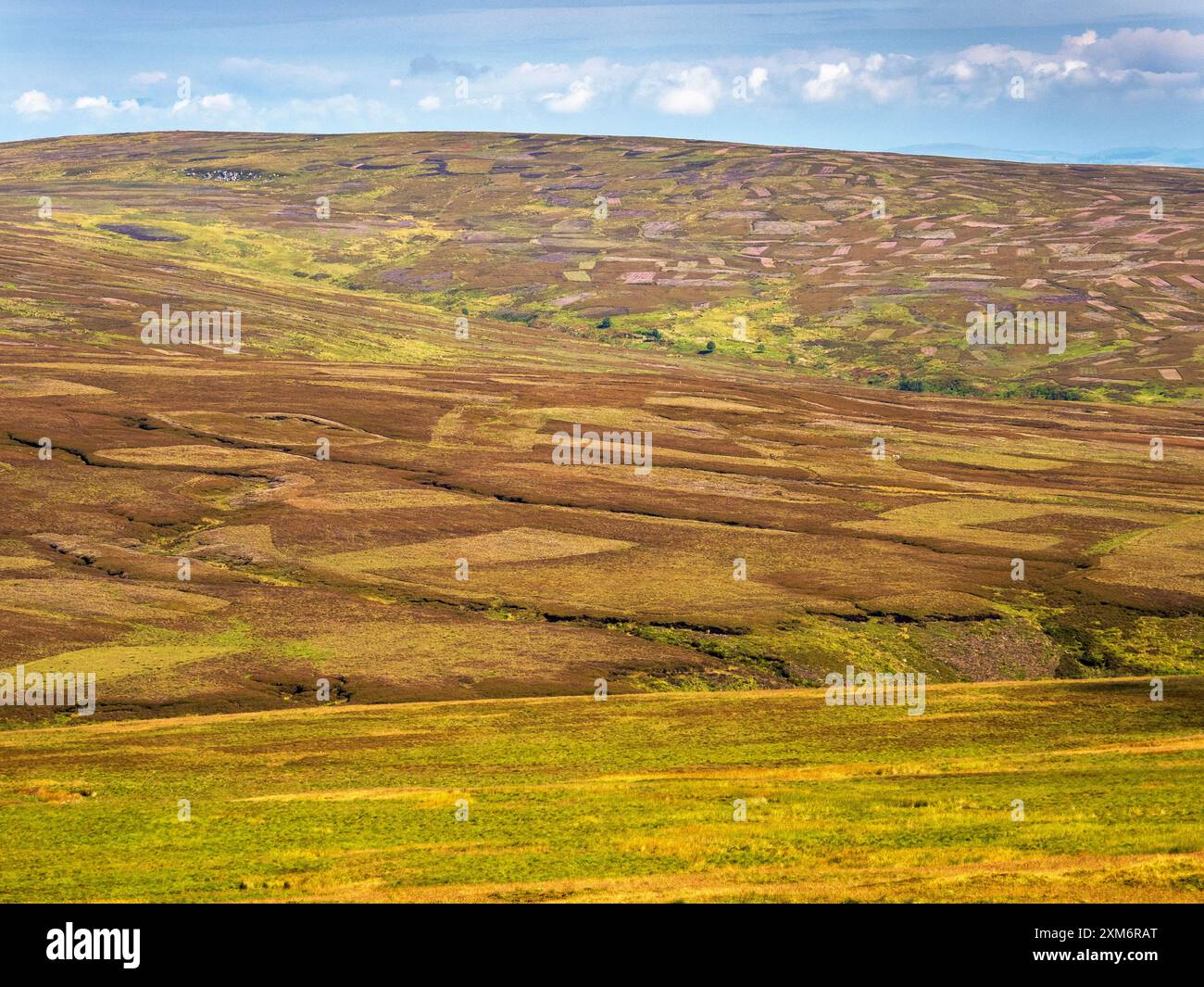 Danni causati alla brughiera di heather dall'industria del tiro al guanto bruciando heather a Bowland Fells, Yorkshire, Regno Unito. Foto Stock