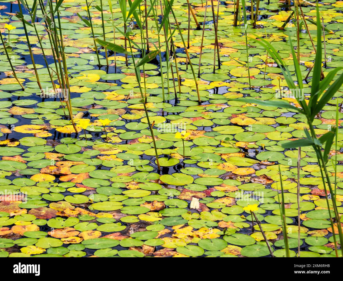 Water lilly parte alla riserva naturale di Brockholes a Preston, Lancashire, Regno Unito. Foto Stock