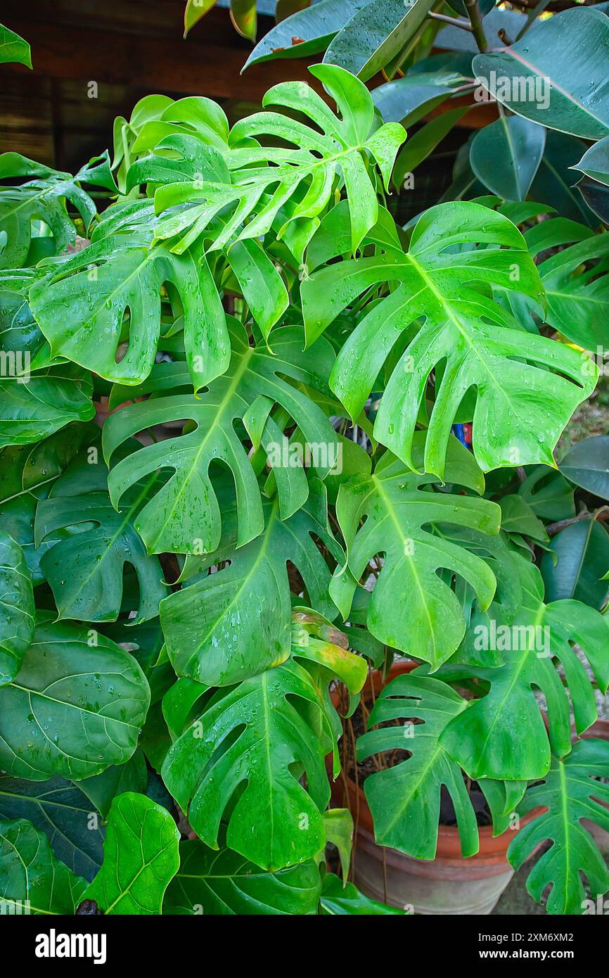 Formaggio svizzero (Monstera deliciosa), Araceae. Arbusto Evergreen. pianta ornamentale interna, fiore insolito. Foto Stock