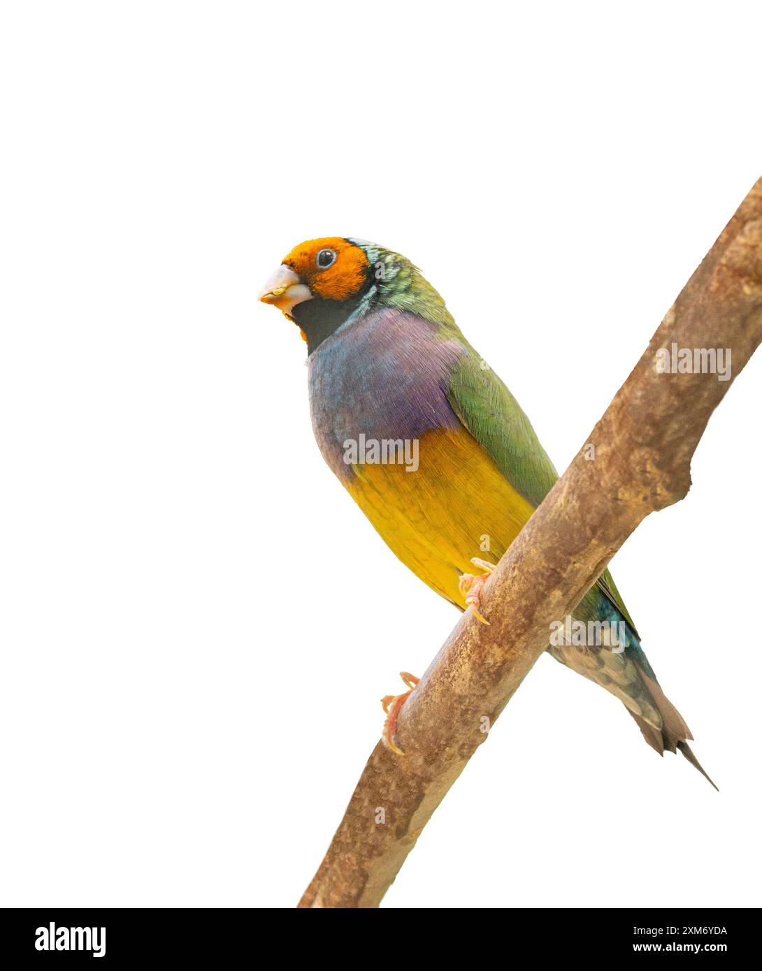 Un Finch Gouldian isolato (Erythrura gouldiae o Chloebia gouldiae) è un colorato uccello passerino originario dell'Australia Foto Stock