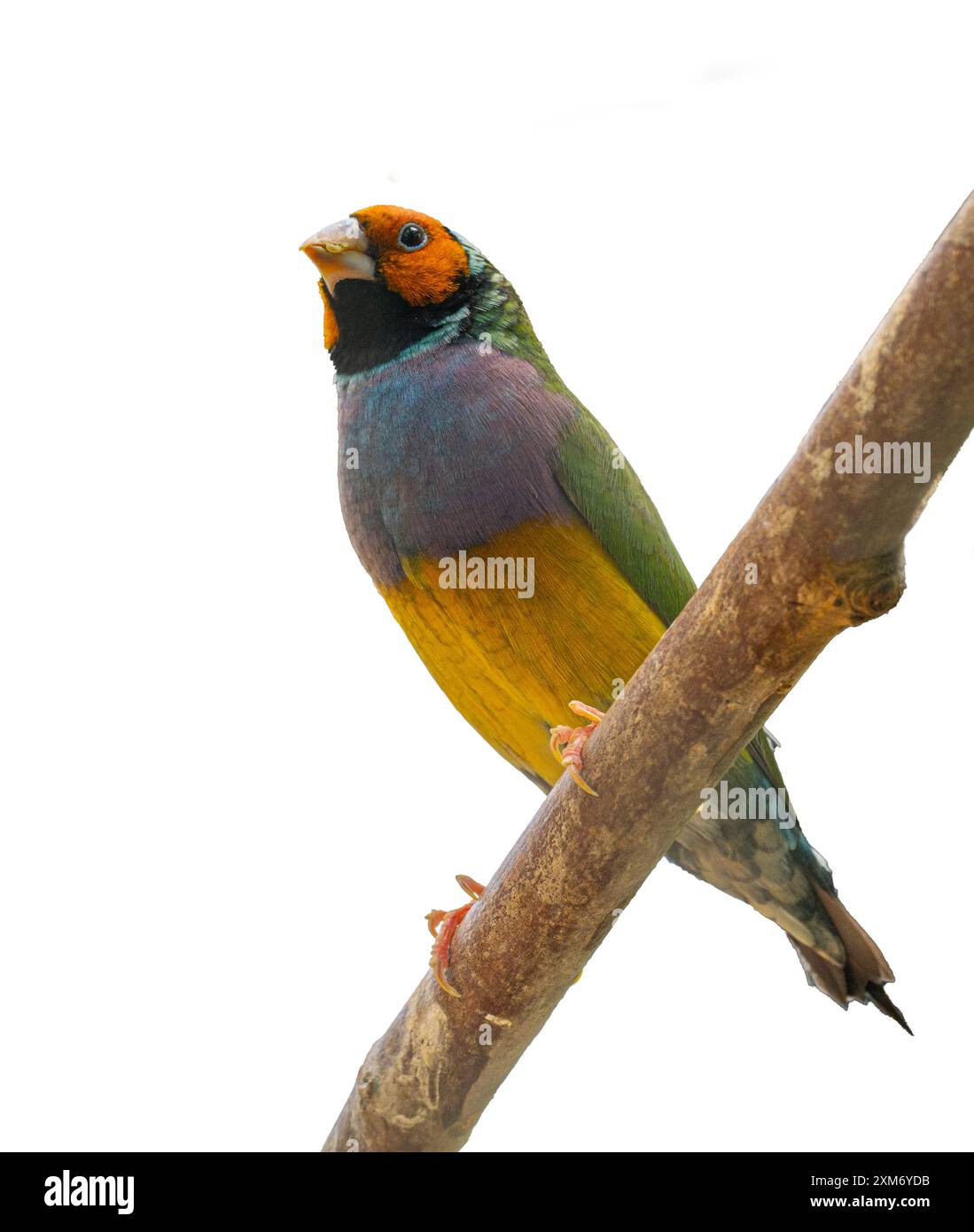 Un Finch Gouldian isolato (Erythrura gouldiae o Chloebia gouldiae) è un colorato uccello passerino originario dell'Australia Foto Stock