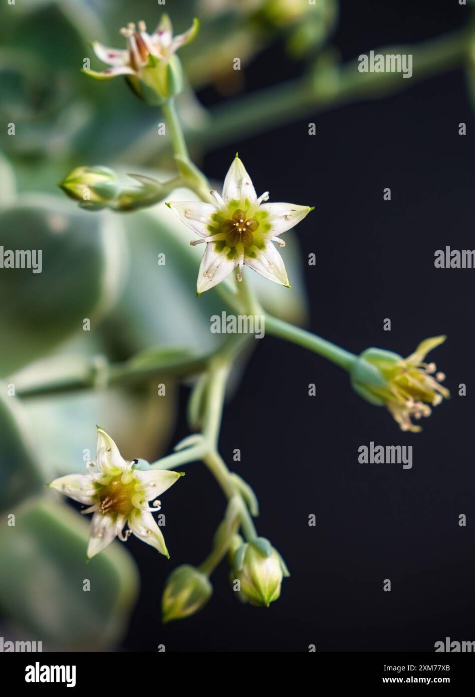 Bella madre di perla o pianta fantasma fiori succulenti con sfondo nero. Primo piano di fiore di cactus. Campo di profondità e sfocatura è fatto intenzione Foto Stock