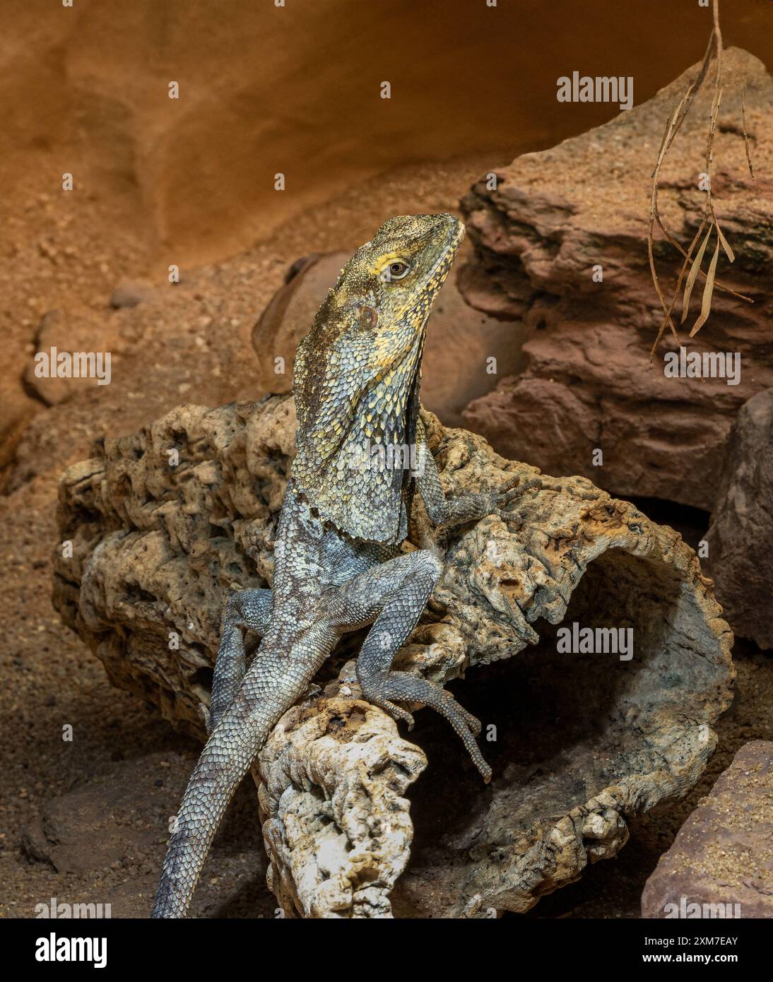 Lucertola con collo fritto (Chlamydosaurus kingii) Foto Stock