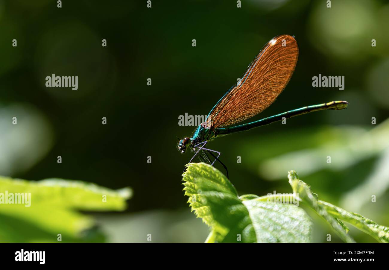 Demoiselle femmina (calopteryx virgo) appoggiata su una foglia verde, una specie di damselfly appartenente alla famiglia dei Calopterygidae. Foto Stock