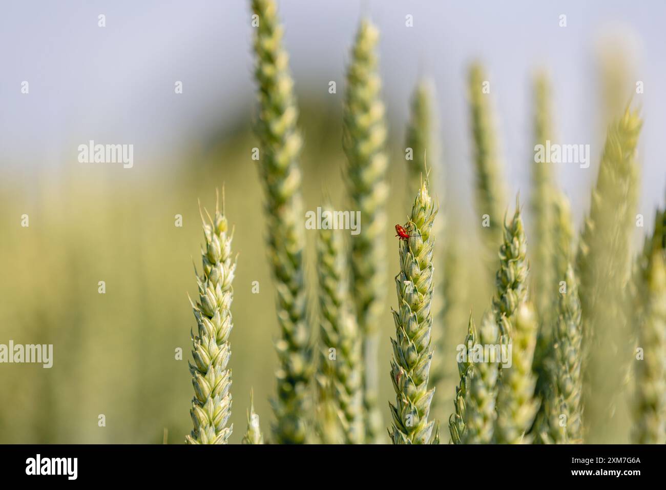 Scarabeo rosso dal corpo morbido su un orecchio di grano Foto Stock