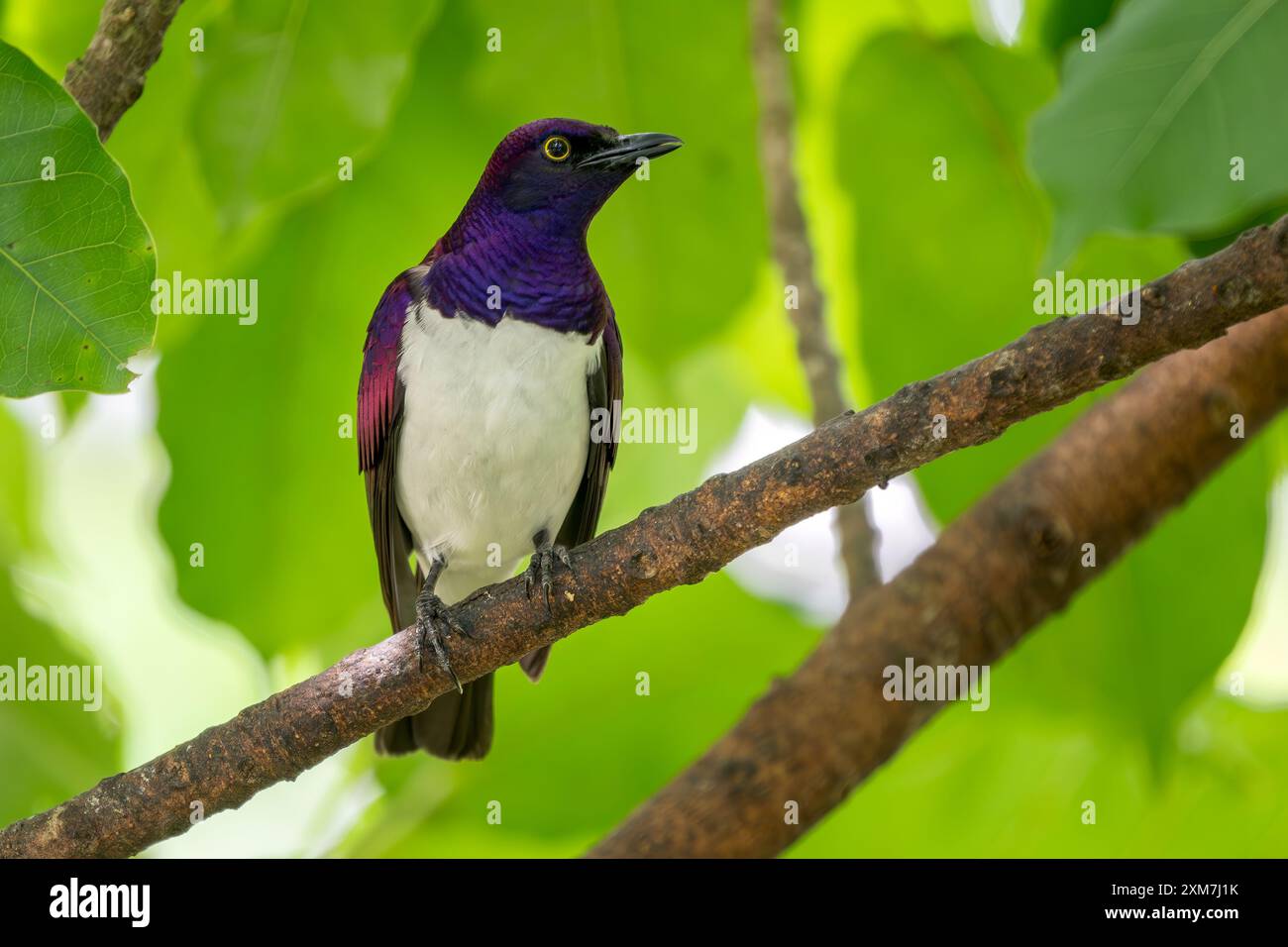 Starling a sfondo violetto - pinyricinclude leucogaster, splendidi uccelli colorati provenienti da boschi africani, foreste e cespugli, Kenya. Foto Stock