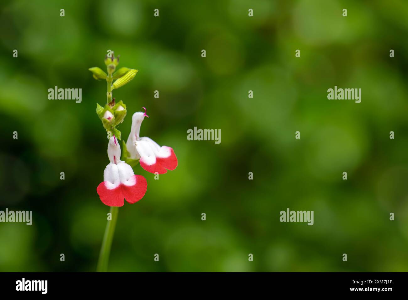 Fiori di salvia 'Hot Lips' su sfondo diffuso con bokeh. Foto Stock