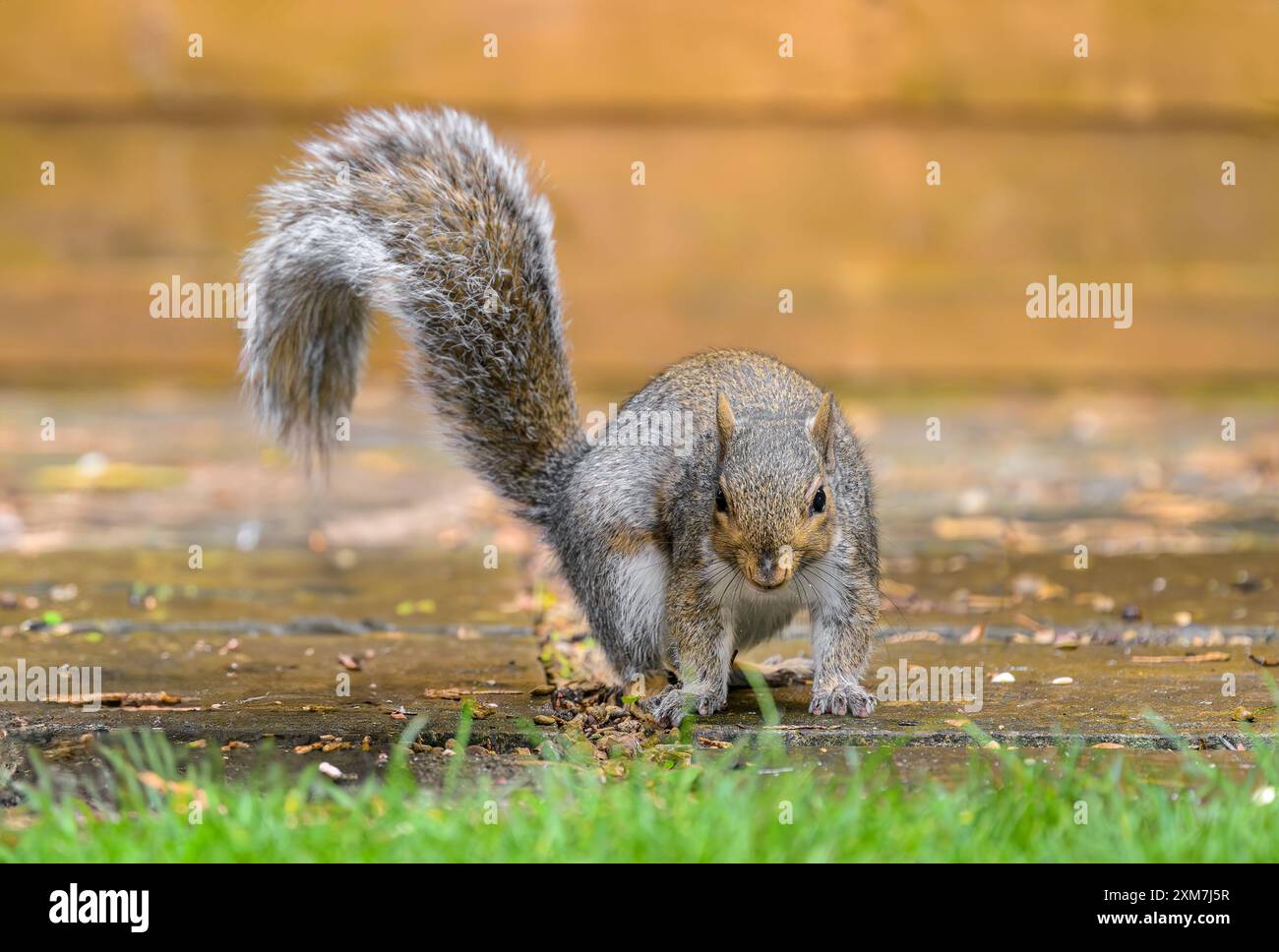 Lo scoiattolo grigio sedeva a guardare sul patio del giardino con dietro recinzione color oro autunnale Foto Stock