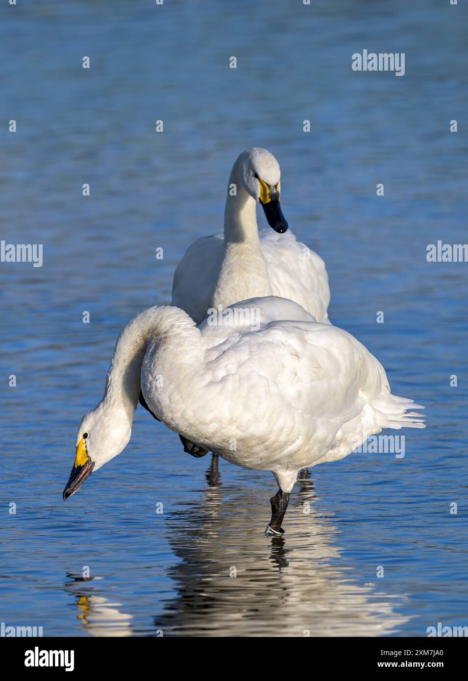 I cigni di Bewick in piedi in acqua con riflesso parziale Foto Stock