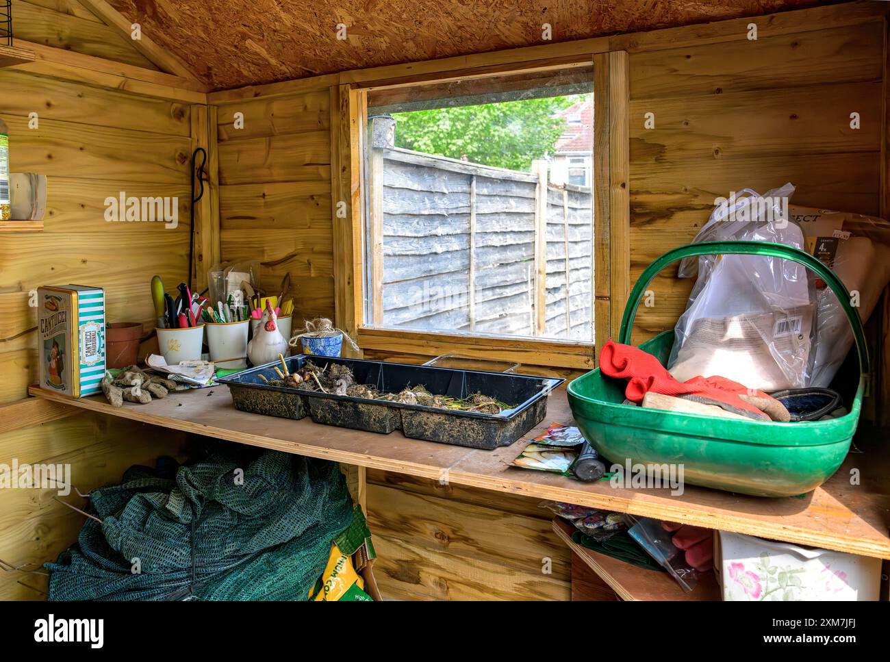 Capannone in giardino che mostra una serie di pezzi e pezzi da giardinaggio e vassoio di cipolle coltivate in casa che si asciugano Foto Stock