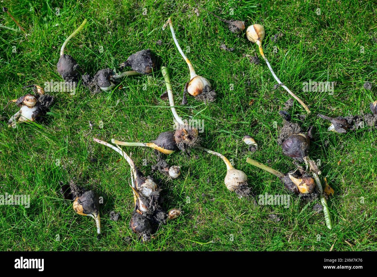 Le cipolle appena dissotterrate fatte in casa portavano all'asciugatura del prato Foto Stock