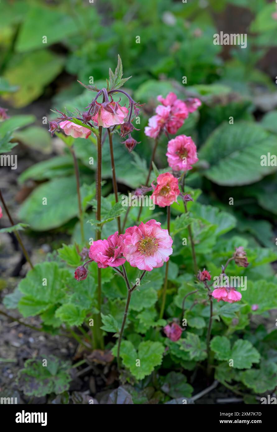 Flower Water Avens, noto anche come Nodding Avens, radice di cioccolato, radice indiana e cure All, anche se il suo nome scientifico è Geum rivale Foto Stock