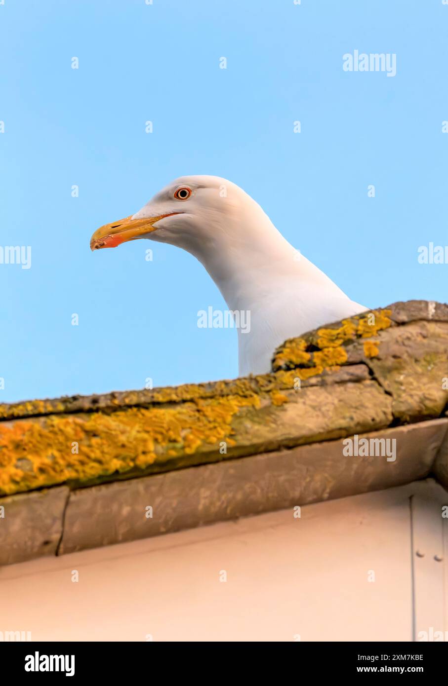 Un gabbiano con dorso nero leggero e vivace, o gabbiano, che sbircia sul tetto in attesa di spalmare il cibo, contro il cielo azzurro Foto Stock