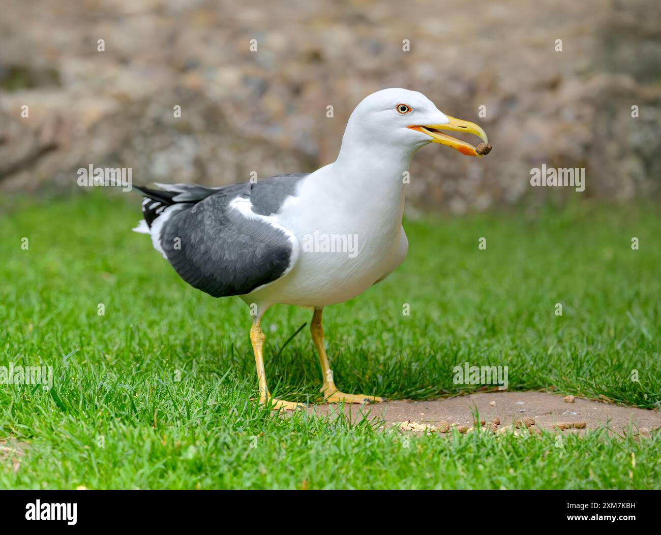 Gabbiano con dorso nero minore, o gabbiano, che si nutre di piccoli biscotti/fiocchi di cane in giardino Foto Stock
