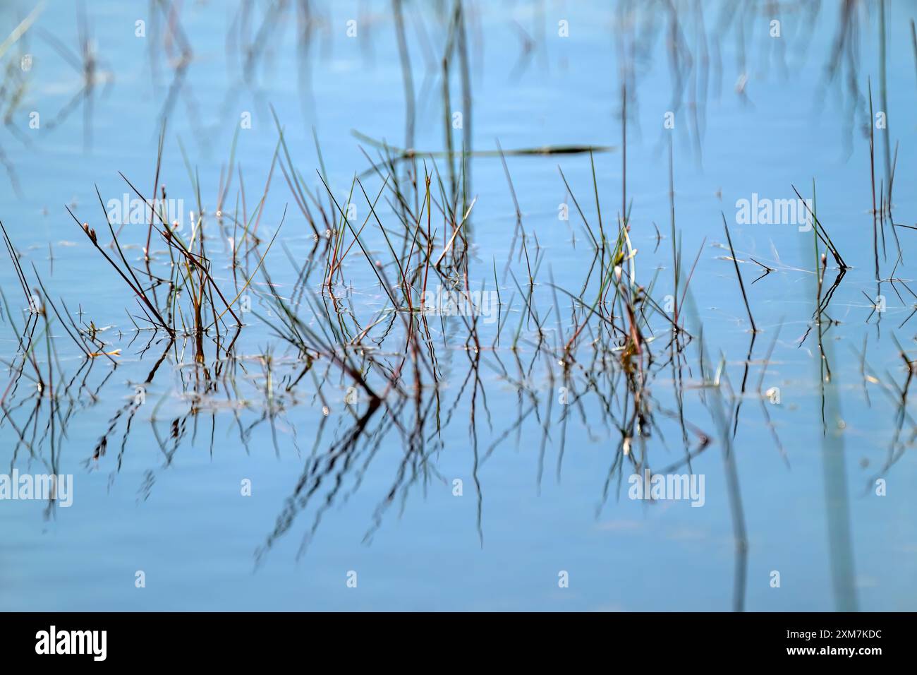 Canne con riflessi che crescono negli stagni Priddy nel Somerset con il cielo blu riflesso nell'acqua Foto Stock