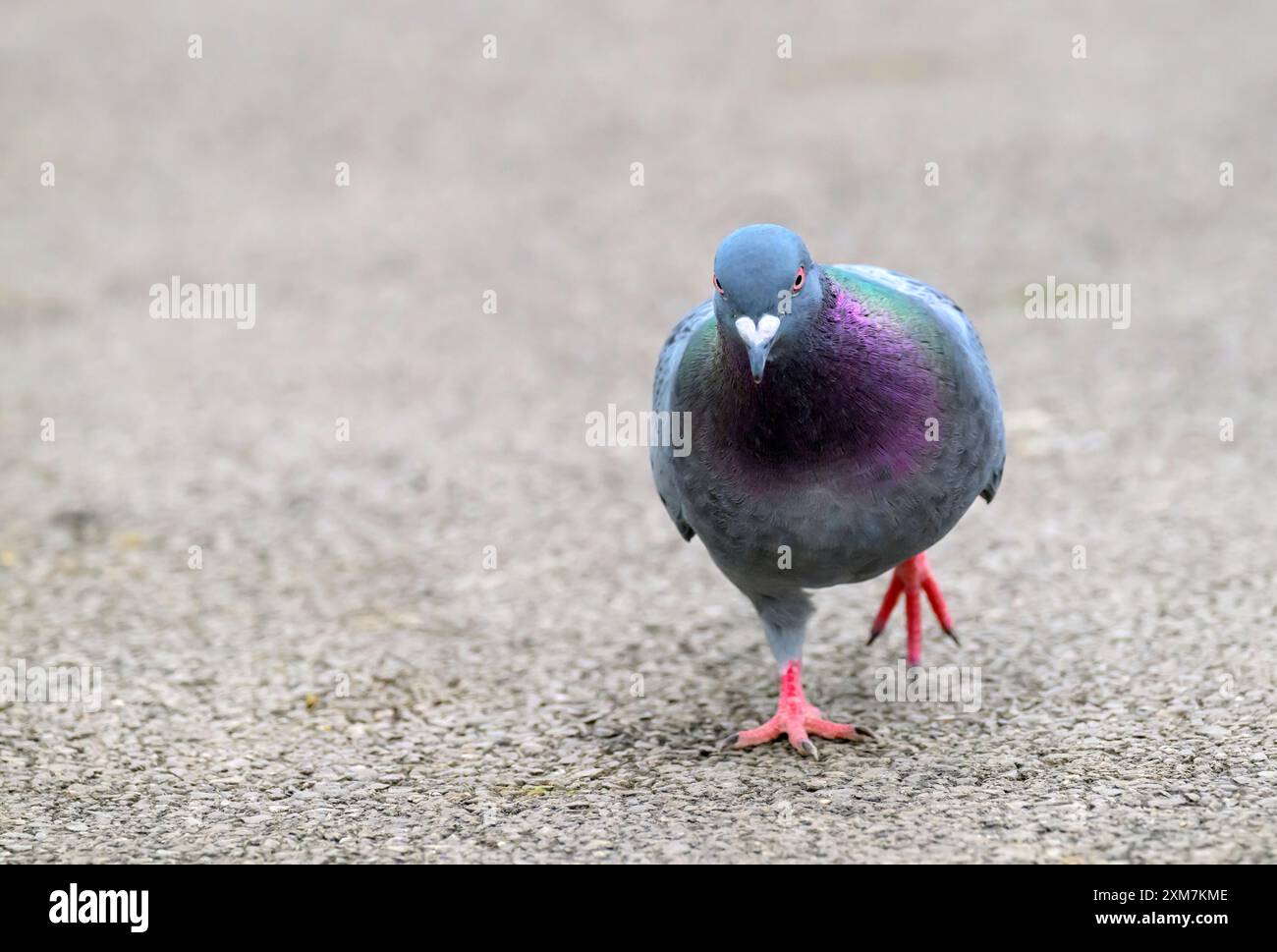 Rock Pigeon (piccione selvatico) camminando sul sentiero nel parco locale di Bristol Foto Stock