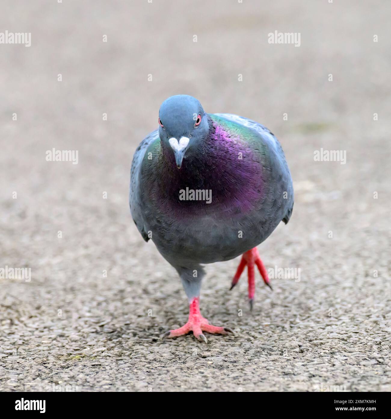 Rock Pigeon (piccione selvatico) camminando sul sentiero nel parco locale di Bristol Foto Stock