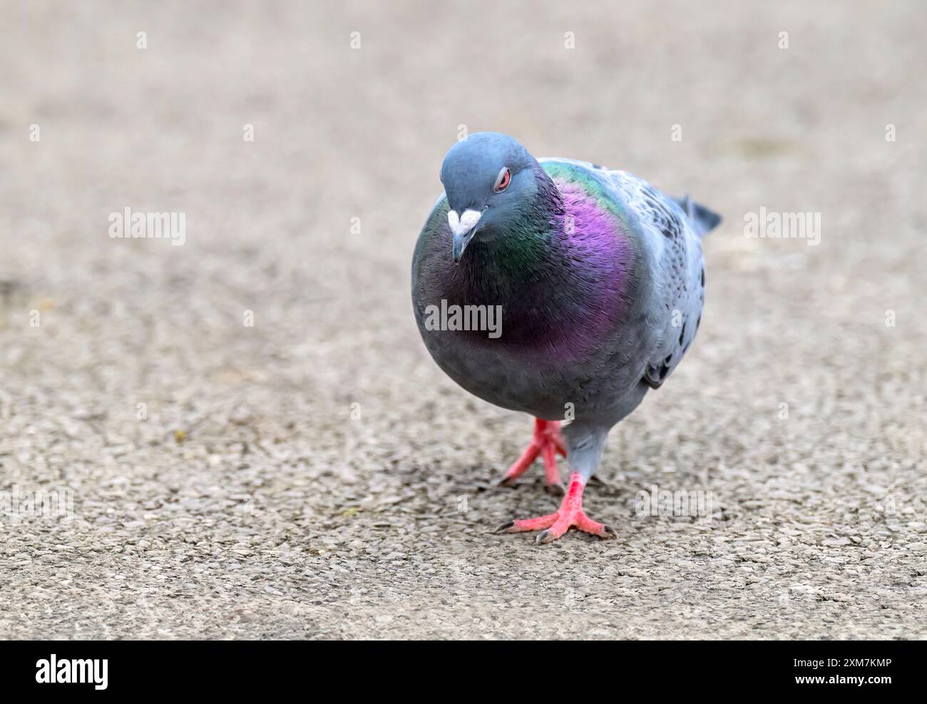 Rock Pigeon (piccione selvatico) camminando sul sentiero nel parco locale di Bristol Foto Stock