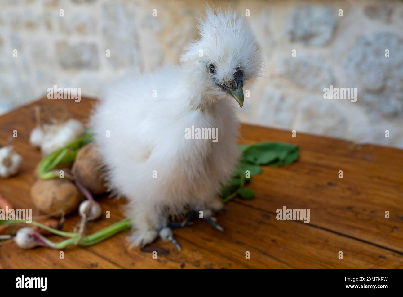 Un pulcino bianco moroseta su un tavolo in una fattoria con verdure miste. Ci sono patate, carote, teste d'aglio, cipolla. Questa razza è nota per la stravaganza Foto Stock Un pulcino bianco moroseta su un tavolo in una fattoria con verdure miste. Ci sono patate, carote, teste d'aglio, cipolla. Questa razza è nota per la stravaganza Foto Stock