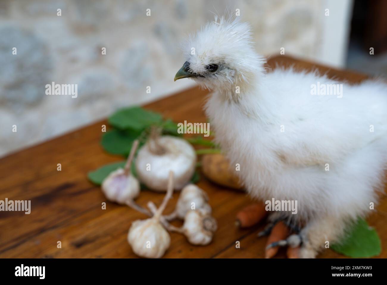 Un pulcino bianco moroseta su un tavolo in una fattoria con verdure miste. Ci sono patate, carote, teste d'aglio, cipolla. Questa razza è nota per la stravaganza Foto Stock Un pulcino bianco moroseta su un tavolo in una fattoria con verdure miste. Ci sono patate, carote, teste d'aglio, cipolla. Questa razza è nota per la stravaganza Foto Stock