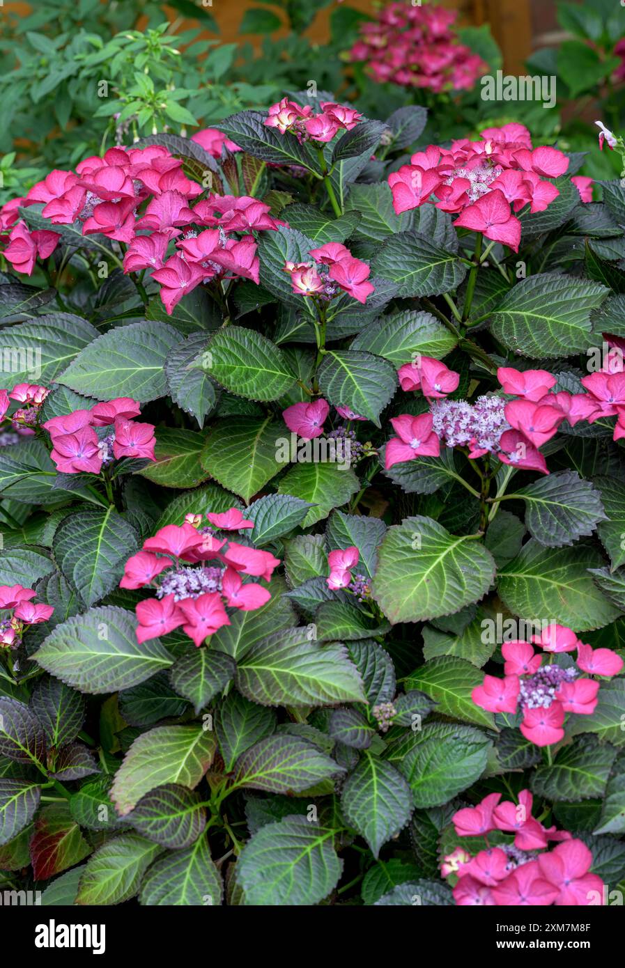 Splendida Hydrangea macrophyllla in fiore angelo scuro in piena fioritura in estate Foto Stock