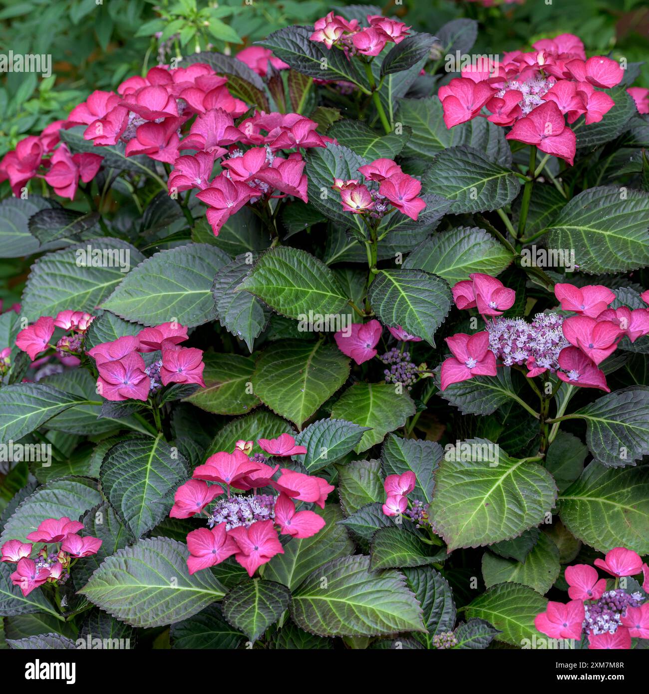 Splendida Hydrangea macrophyllla in fiore angelo scuro in piena fioritura in estate Foto Stock