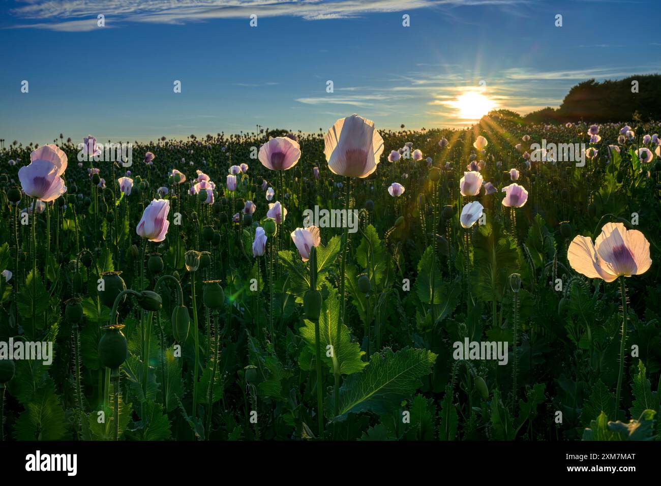 Il sole che tramonta a tarda sera mostra un effetto solare stellare dietro un campo di papavero da oppio rosa pallido, pieno di teste di semi di papavero e papaveri in fiore tardivo Foto Stock