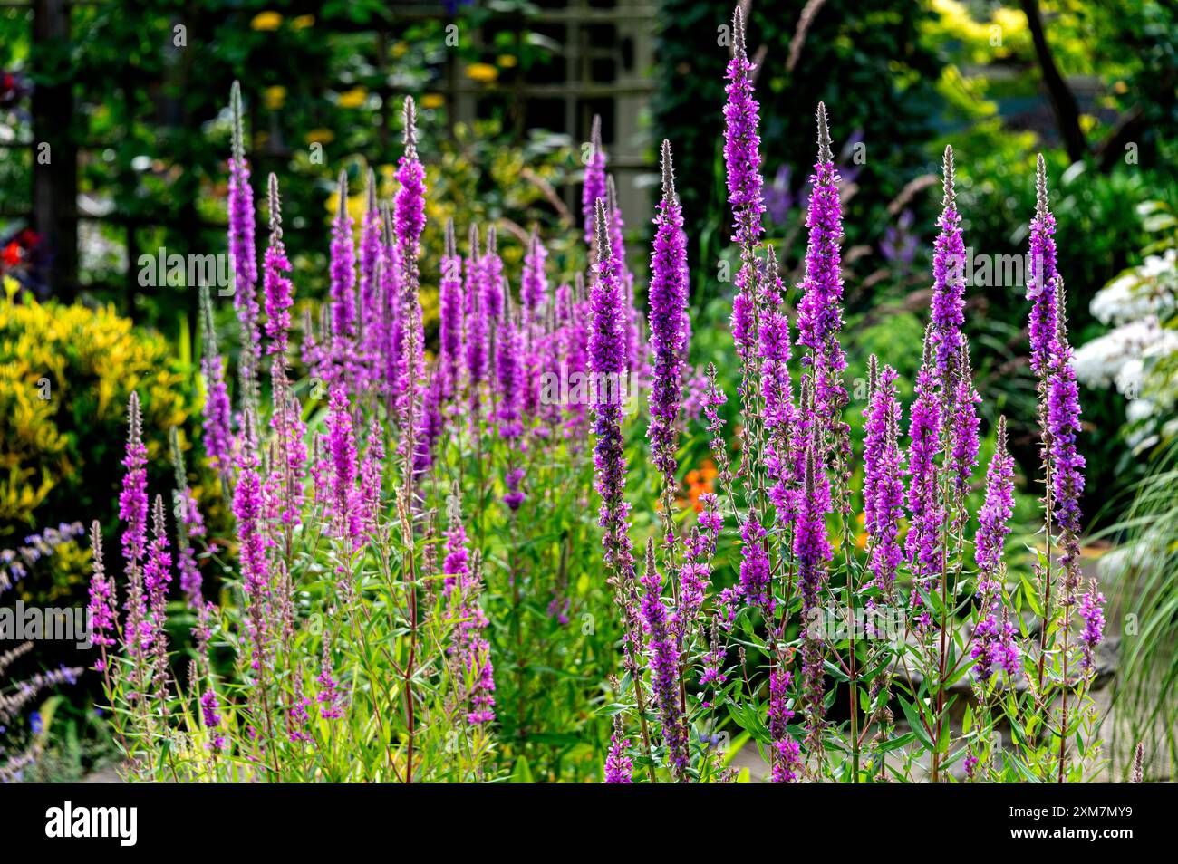 Lythrum salicaria, Lythrum salicaria var. Gracile, loosestrife viola, Lythraceae, lythrum viola. Guglie viola in piena fioritura. Foto Stock