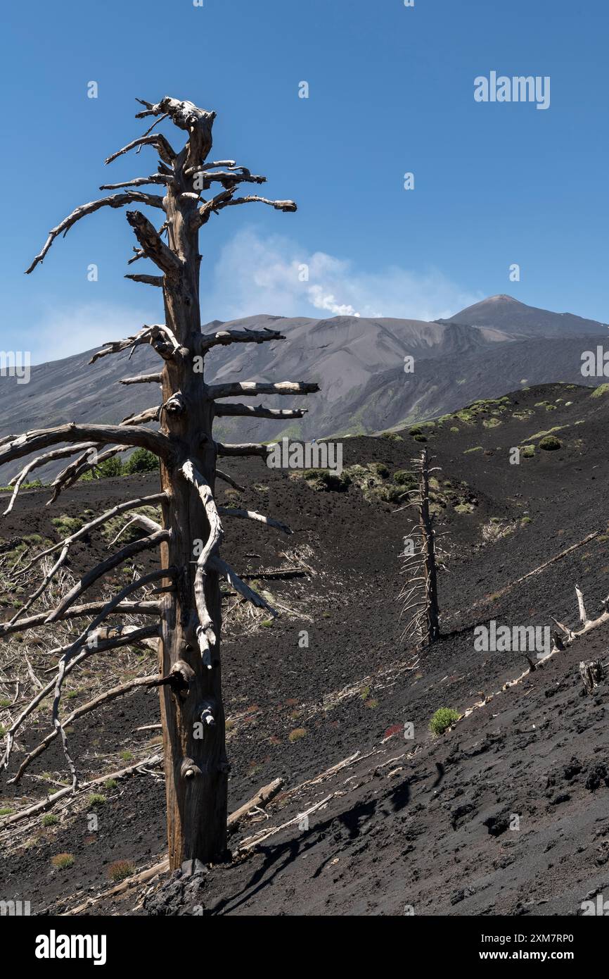 Alberi morti, uccisi ma non completamente bruciati dalla lava calda, rimangono in piedi in un antico flusso lavico sull'Etna, in Sicilia, in Italia Foto Stock