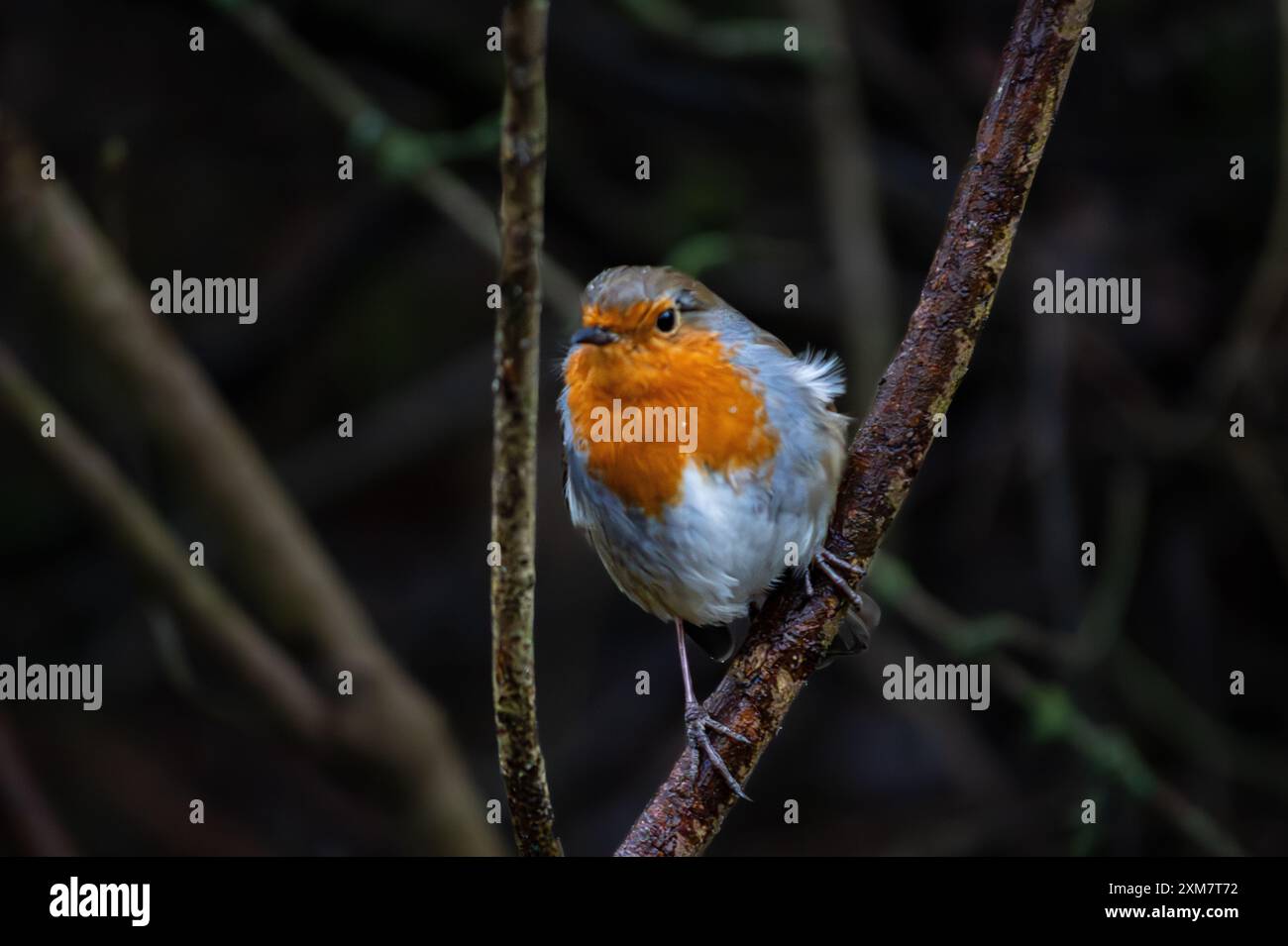 Robin europeo a Birnie Loch Scozia Foto Stock