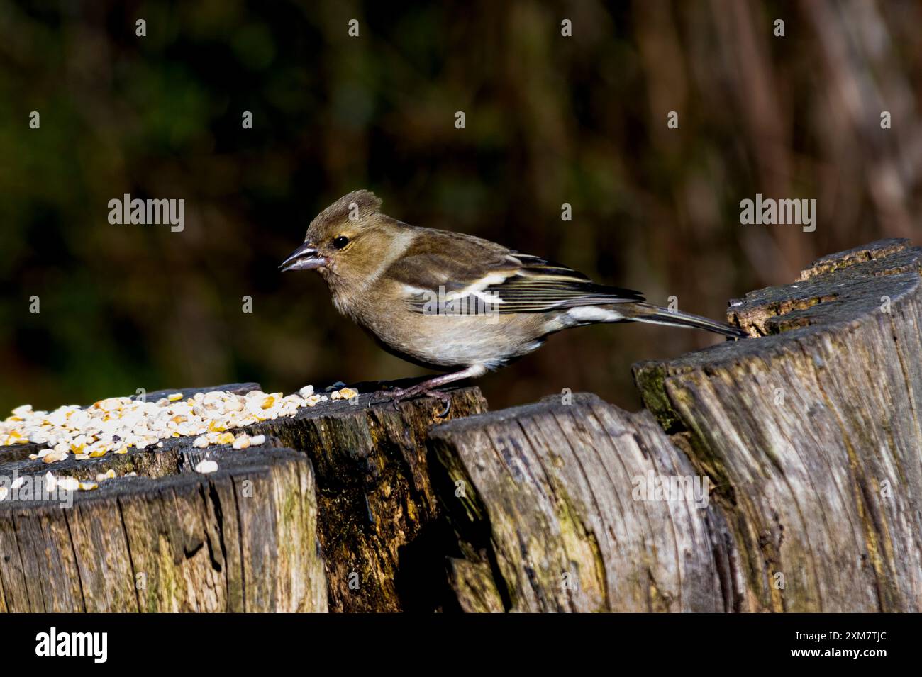 Chaffinch a Morton Loch, Tentsmuir Forrest, Scozia Foto Stock