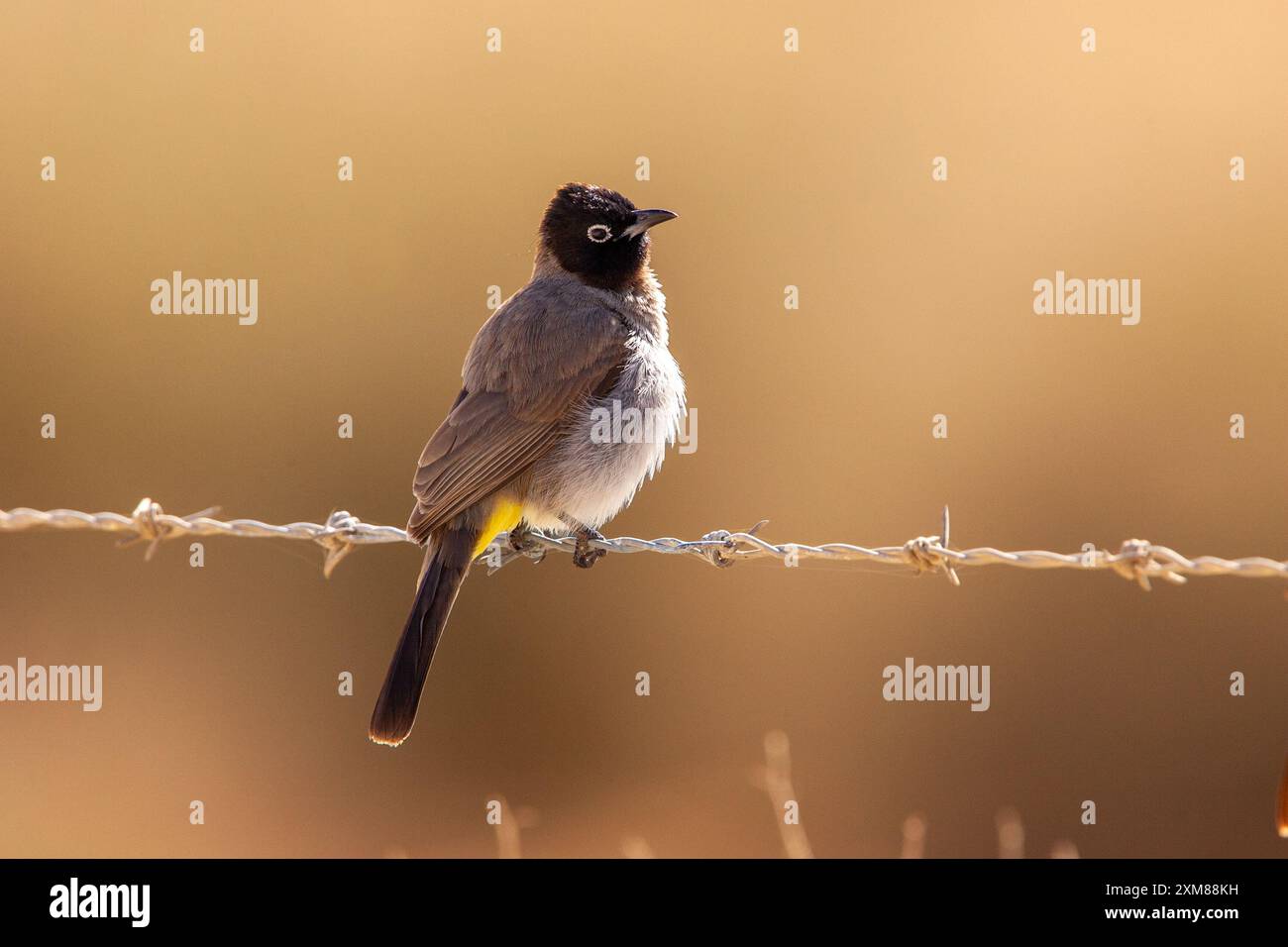 Uccello bulbul con occhiali bianchi su un filo Foto Stock