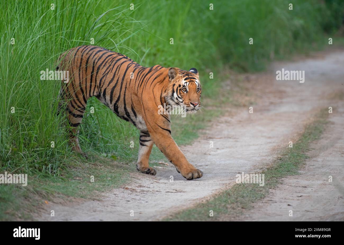 Tigre del Bengala che esce dai cespugli sulla strada forestale. Foto Stock