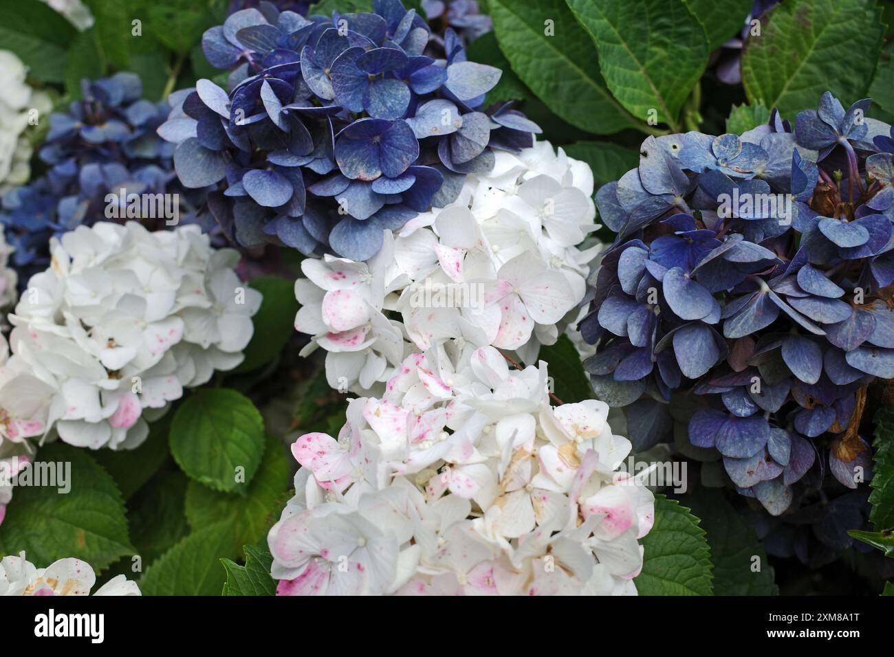 Una combinazione di fiori di ortensia in lacca blu e bianca Foto Stock
