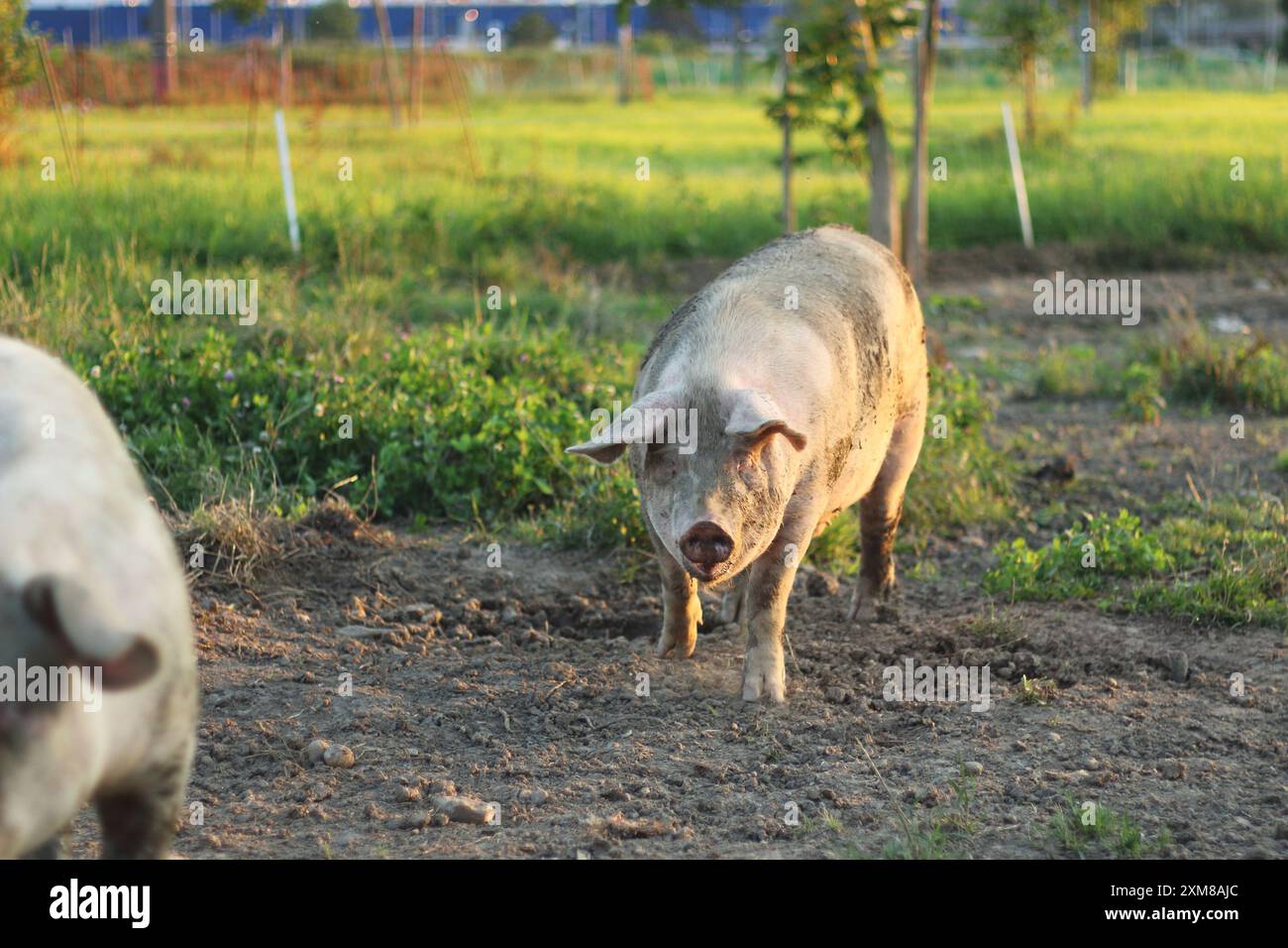 Un maiale completamente coperto di fango gode di un momento di gioco in una fattoria. L'immagine cattura il comportamento naturale e il fascino rustico dell'animale in un ambiente rurale Foto Stock
