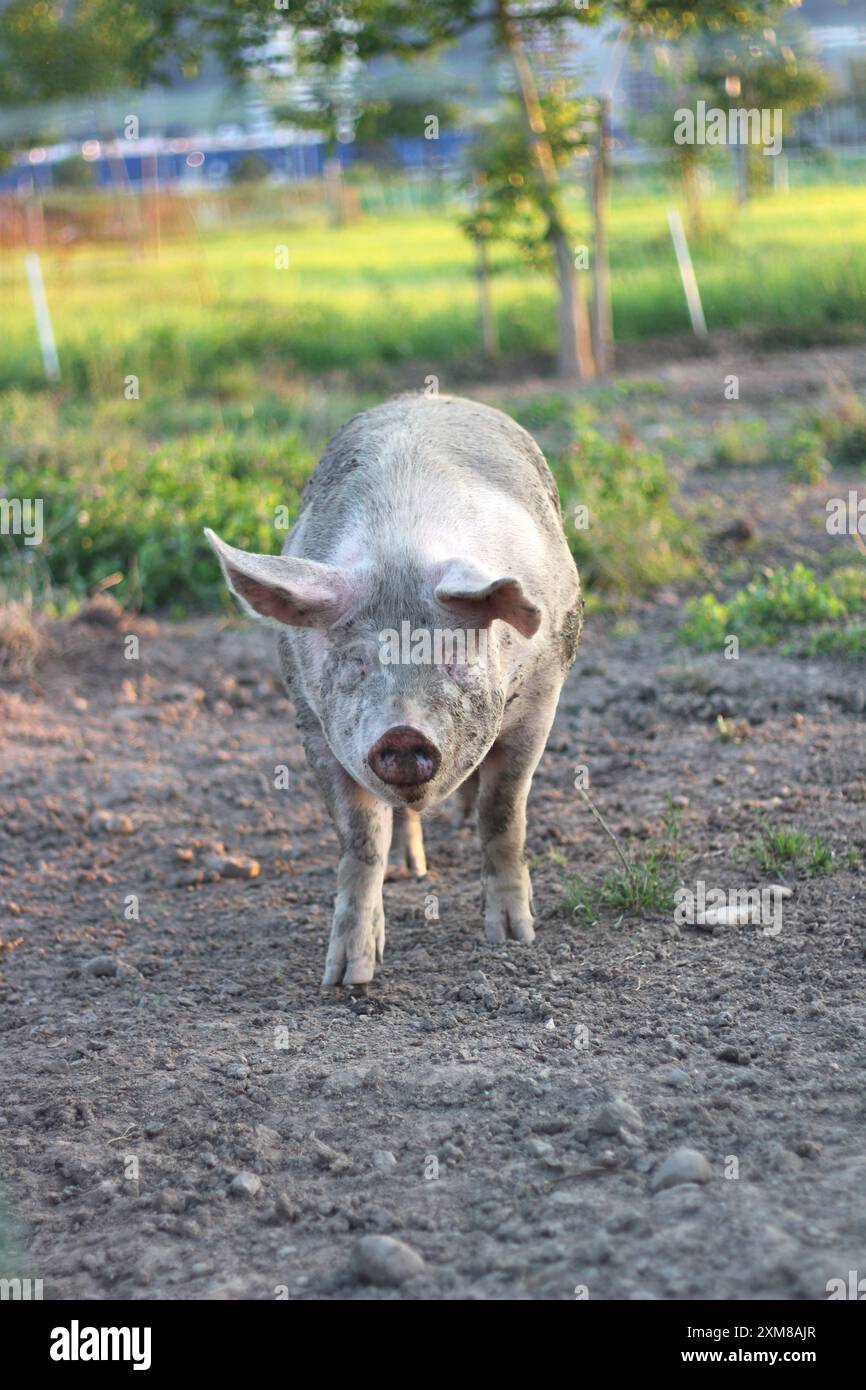 Un maiale completamente coperto di fango gode di un momento di gioco in una fattoria. L'immagine cattura il comportamento naturale e il fascino rustico dell'animale in un ambiente rurale Foto Stock